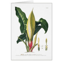 Arum lily greeting card
