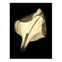 Arum Lily Postcard