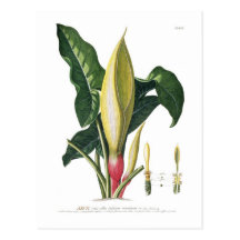 Arum lily postcards