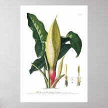 Arum lily print