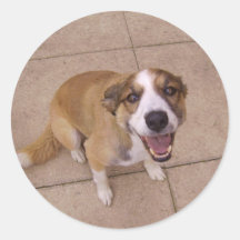'Arwen' The Border Collie Sticker