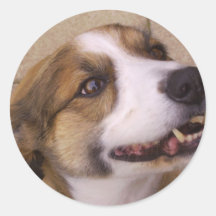 'Arwen' The Border Collie Sticker