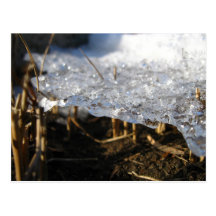 As The Ice Forms A Shelf Postcard