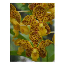 ASCDA. Ramindra Gold x Fortune East Post Card