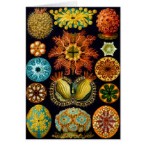 Ascidiacea (Sea Squirts), Ernst Haeckel Greeting Card