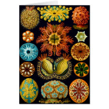 Ascidiacea (Sea Squirts), Ernst Haeckel Greeting Card