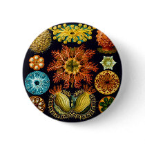 Ascidiacea (Sea Squirts), Ernst Haeckel Pin