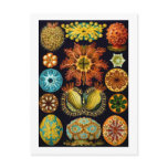 Ascidiacea (Sea Squirts), Ernst Haeckel Postcards
