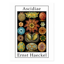 Ascidiae par Ernst Haeckel Carte Postale