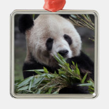 Asia, China Chongqing. Giant Panda at the Christmas Tree Ornament