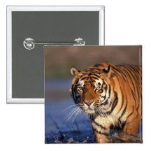 ASIA, India, Bengal Tiger Panthera tigris) Pinback Button