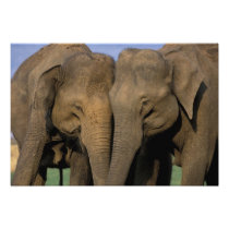 Asia, India, Nargahole National Park. Indian