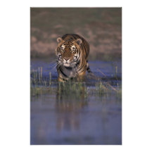 ASIA, India Tiger walking through the water Photo Art