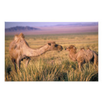 Asia, Mongolia, Gobi Desert, Great Gobi