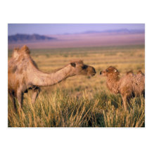 Asia, Mongolia, Gobi Desert, Great Gobi Postcard