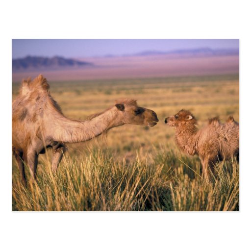 Asia, Mongolia, Gobi Desert, Great Gobi Postcard