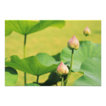 Asia, Thailand, Bangkok. Grand Palace, lotus
