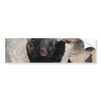 Asian Black Bear