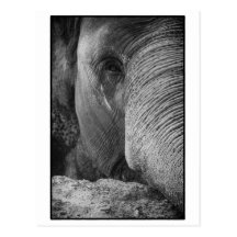 Asian Elephant Face Postcard