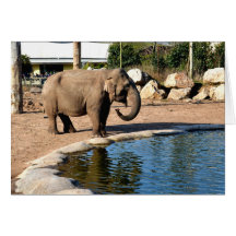 Asian elephant greeting cards