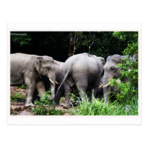 Asian elephant postcards