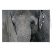 Asian Elephant w/ Sawdust Forehead Cards