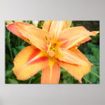 Asian Lily Poster