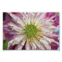 Asian Lotus Photograph