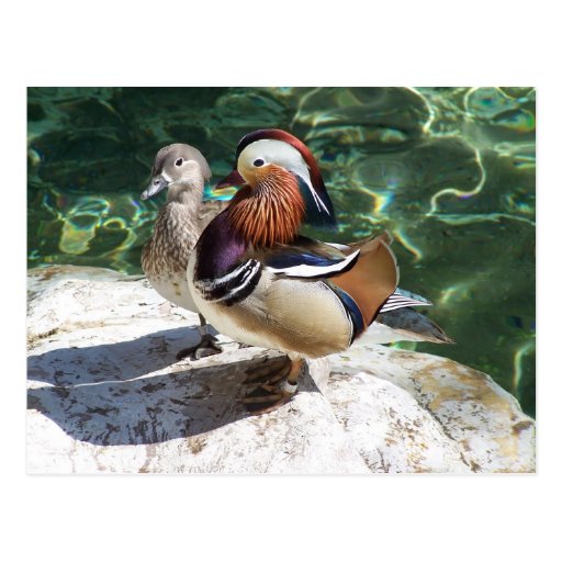 Asian Mandarin Ducks Male & Female Post Cards
