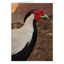 Asian Pheasant Greeting Cards