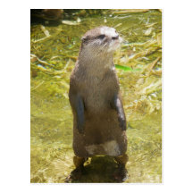 Asian Small-clawed Otter Post Card
