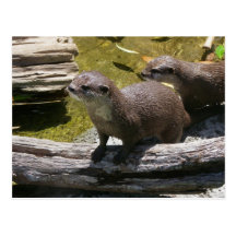 Asian Small-clawed Otters Postcards