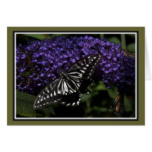 Asian Swallowtail: Butterfly Greeting Cards