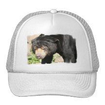 Asiatic Bear Baseball Hat
