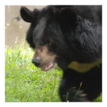 Asiatic Black Bear Invitations