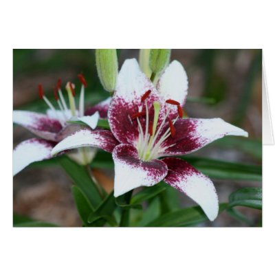 Asiatic Lily "Cappuccino" Greeting Cards by Fairyscape