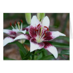 Asiatic Lily "Cappuccino" cards
