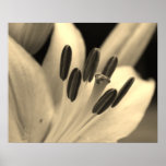 Asiatic Lily in Sepia Poster