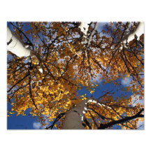 Aspen Abstract Photograph
