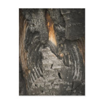 Aspen Bark Post Cards