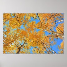 Aspen Ceiling Posters