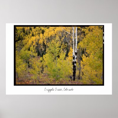 Aspen Foliage, Cripple Creek, Colorado Poster by randyami