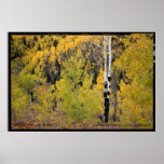 Aspen Foliage, Cripple Creek, Colorado Poster