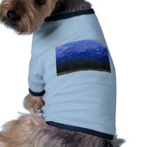 Aspen forest in the Rocky Mountain Foothills, Albe Dog Clothing