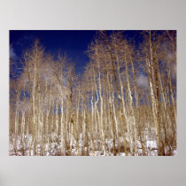 aspen forest posters