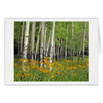 Aspen Grove and Wildflower Meadow Cards