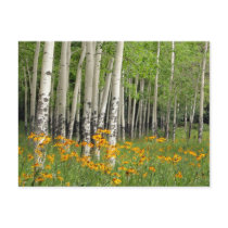 Aspen Grove and Wildflower Meadow Post Cards
