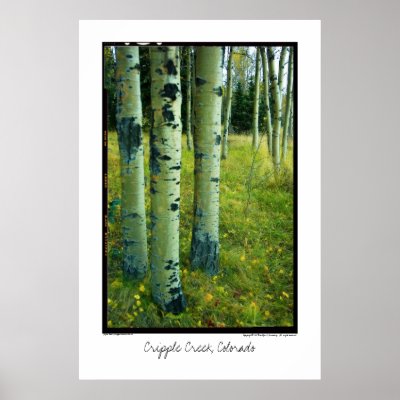 Aspen Grove, Cripple Creek, Colorado Poster by randyami