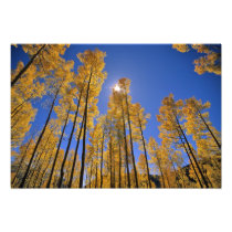 Aspen grove in autumn in the San Juan Range of