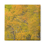 Aspen grove in peak fall colours near East